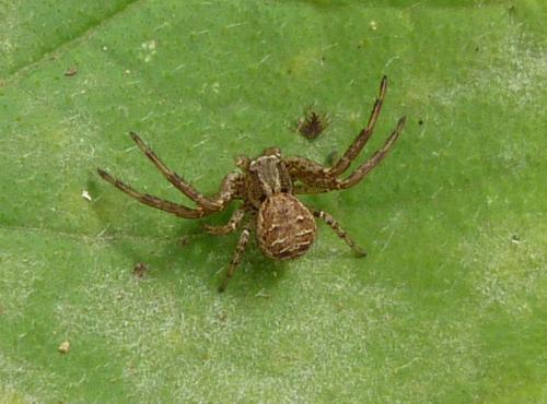 Xysticus sp.